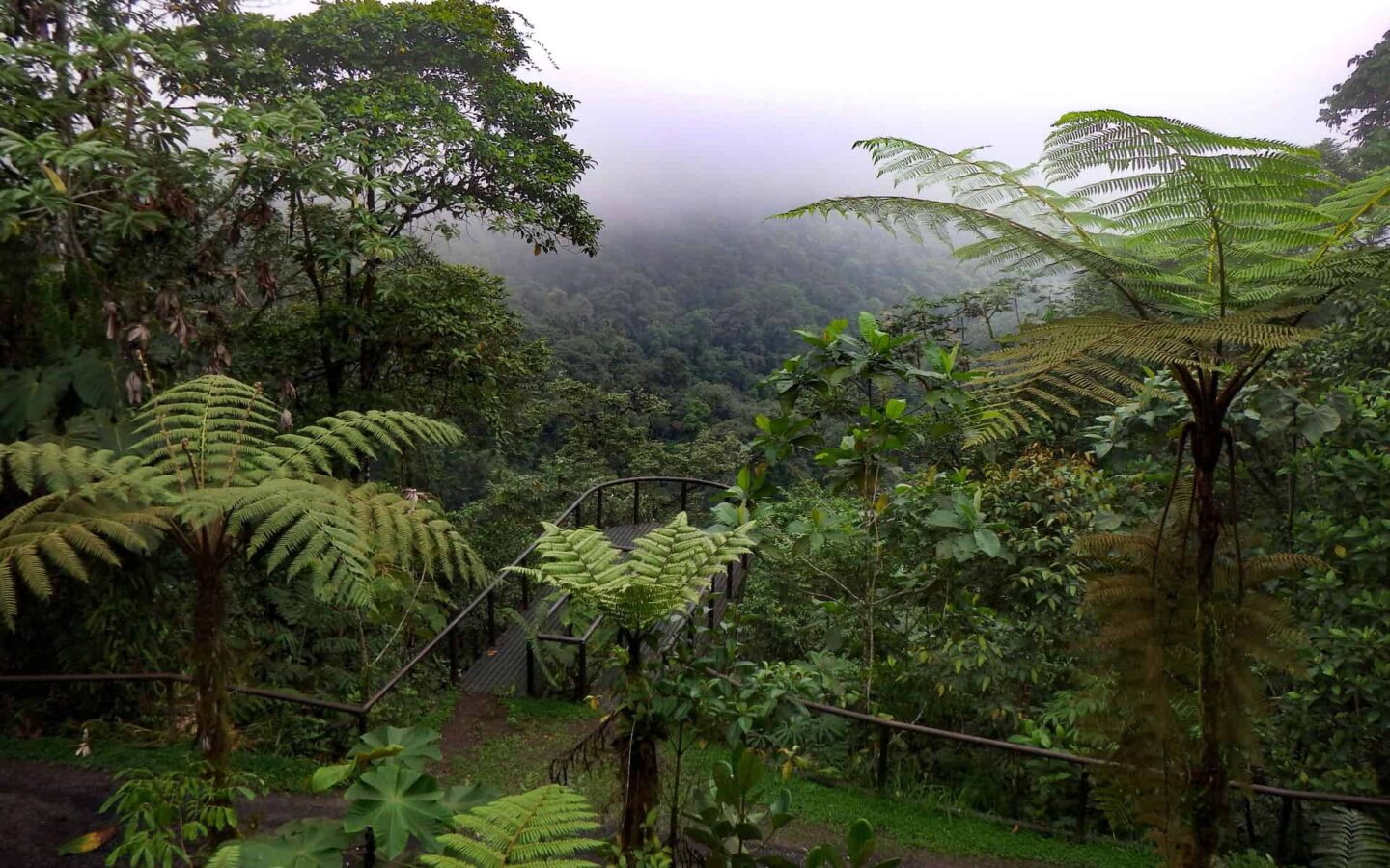 overlooking lush green foliage of the ecuador rainforest in the amazon on a misty day