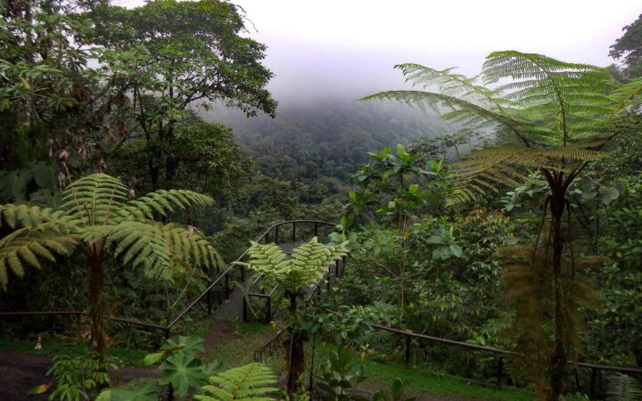 overlooking lush green foliage of the ecuador rainforest in the amazon on a misty day