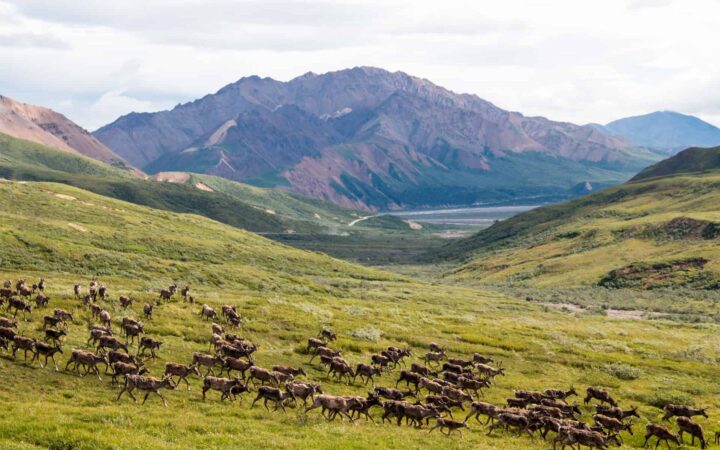 watching a herd of caribou cross a grassy plain with mountains in the distance on an alaska land tour