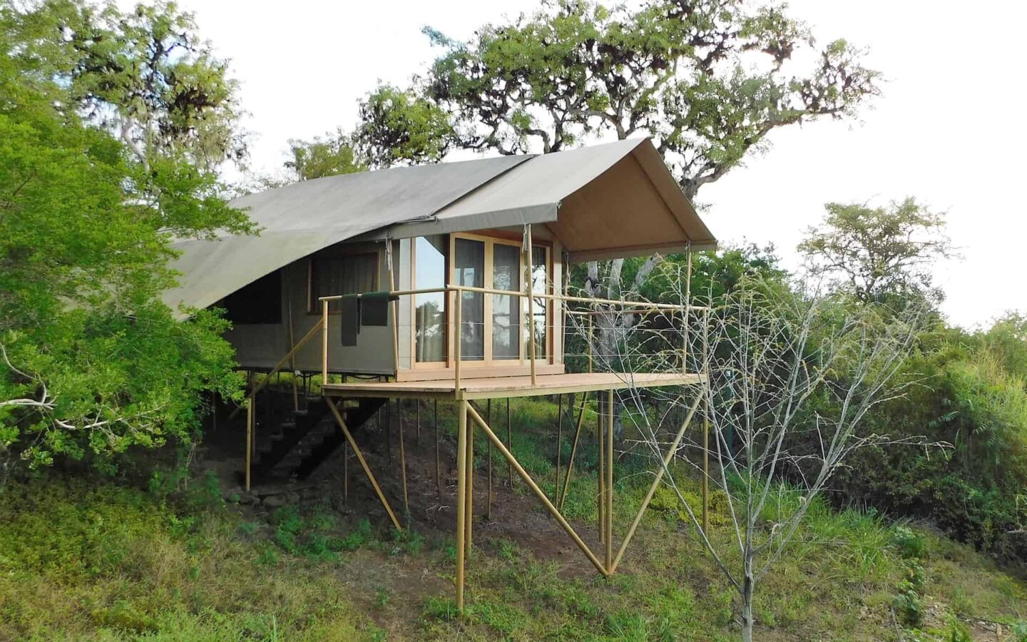 elevated cabin at galapagos safari camp jungle lodge surrounded by green foliage on an overcast day