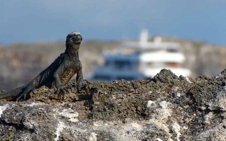 galapagos marine iguana suns itself on rocks on a sunny day with the sea star small ship behind it