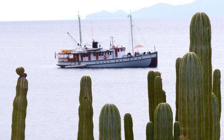 westward baja small ship anchored on calm water with cactus in the foreground