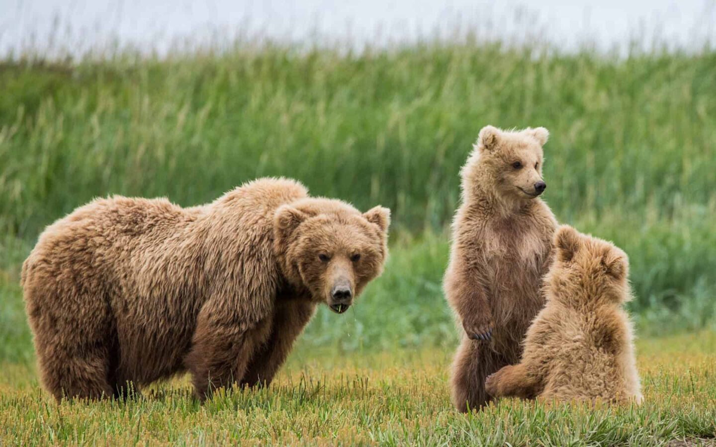 mother alaska grizzly bear stares at the camera while her two cubs play with green grass around them