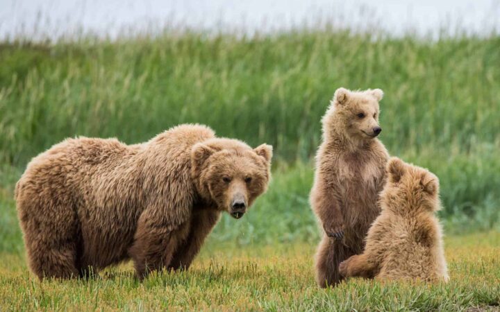 mother alaska grizzly bear stares at the camera while her two cubs play with green grass around them