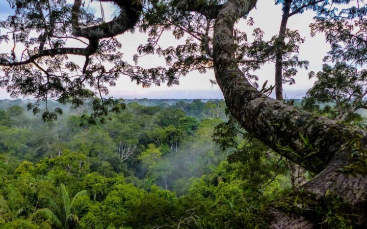Tropical tree overlooking green forest canopy on an Amazon Rainforest tour
