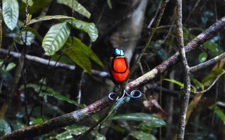 A Wilson's Bird of Paradise in Indonesia with a bright blue head and red and black body.