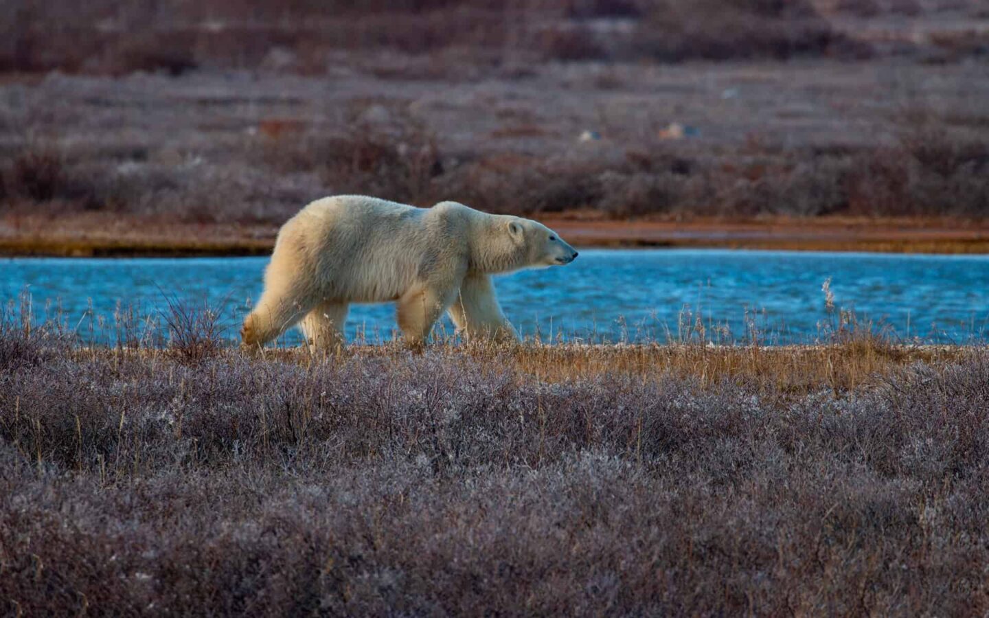 During the fall the flora turns to dark purple, a white polar bear strolls along the blue shores of Hudson Bay, seen from a Canada land tour adventure