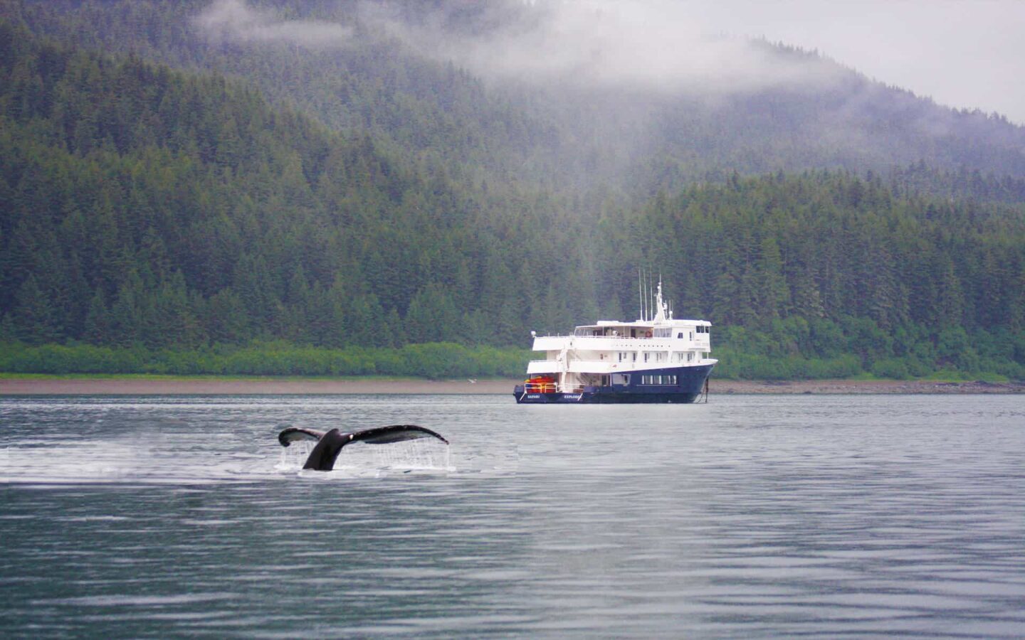 Whale tail in front of a small ship Canada cruise boat with green forest in the background.