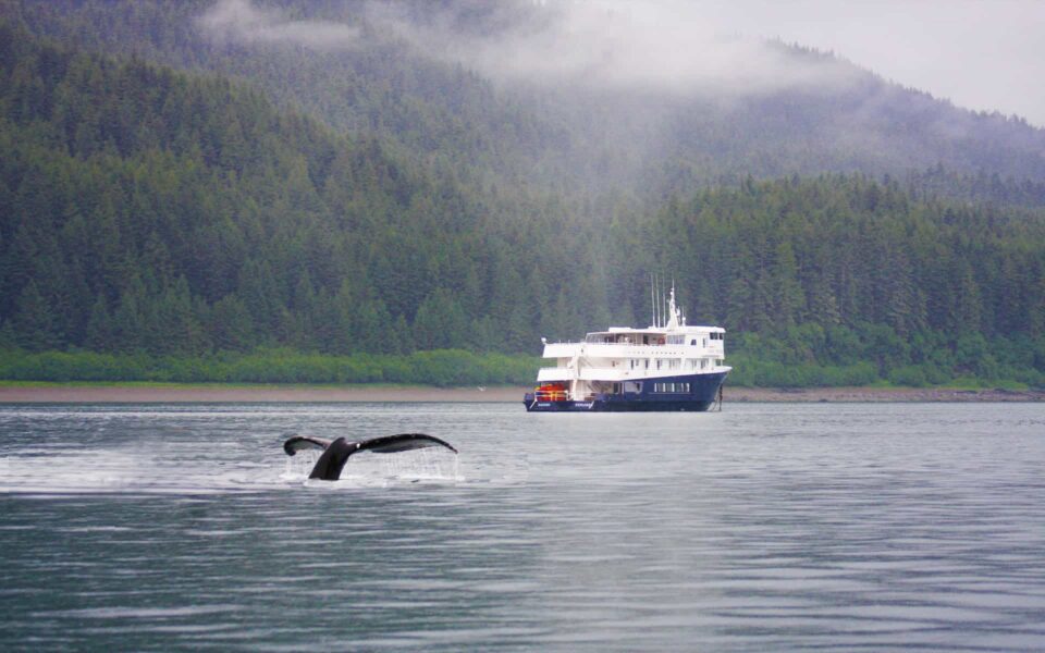 Whale tail in front of a small ship Canada cruise boat with green forest in the background.
