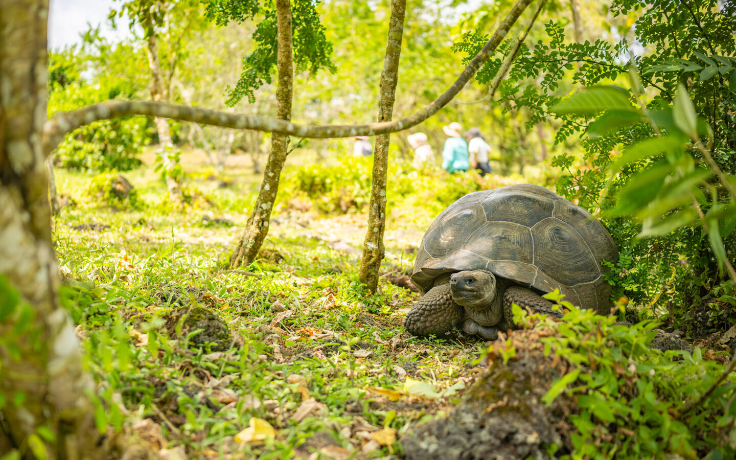 A giant Galápagos Tortoise seen among a lush green forest with people walking in the distant background