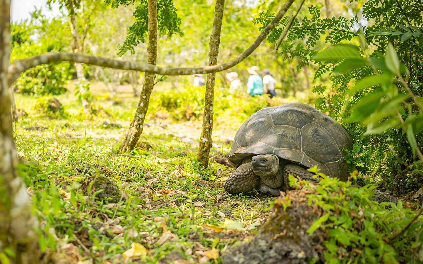 A giant Galápagos Tortoise seen among a lush green forest with people walking in the distant background