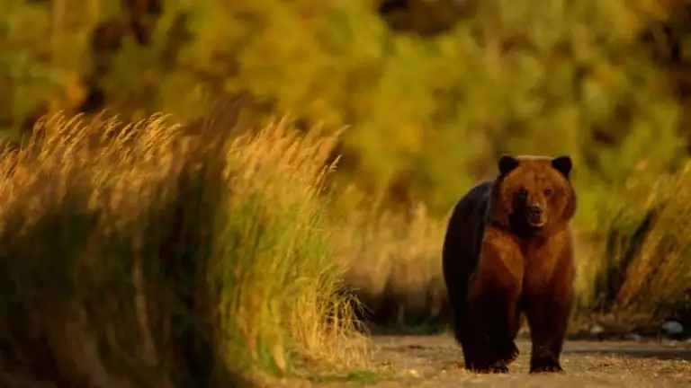 A bear stands next to tall grasses in the river. As many as 50 bears live on the mile-and-a-half stretch of the Brooks river during salmon season