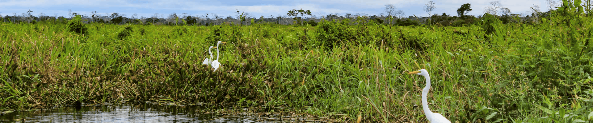 white herons standing in a lush green field in the amazon rainforest