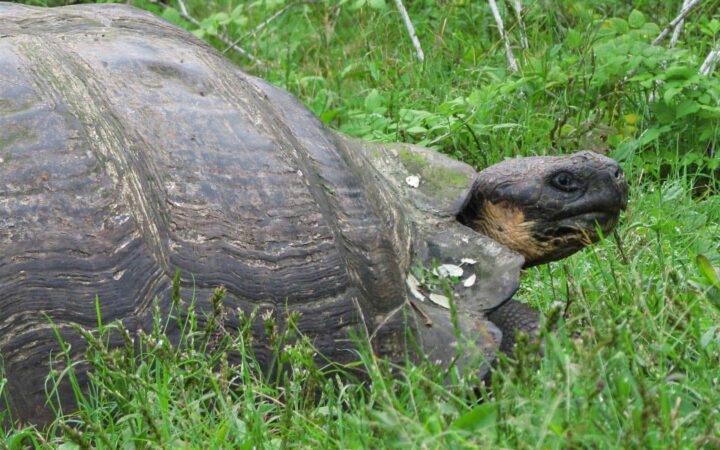the front of a galapagos tortoise with its head poking out from under its shell while sitting on grass
