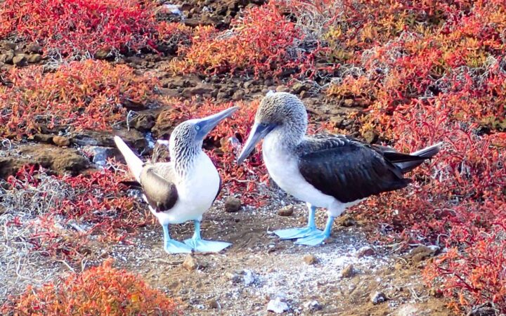 2 galapagos blue footed boobies looking at each other with bright red and orange shrubs behind them
