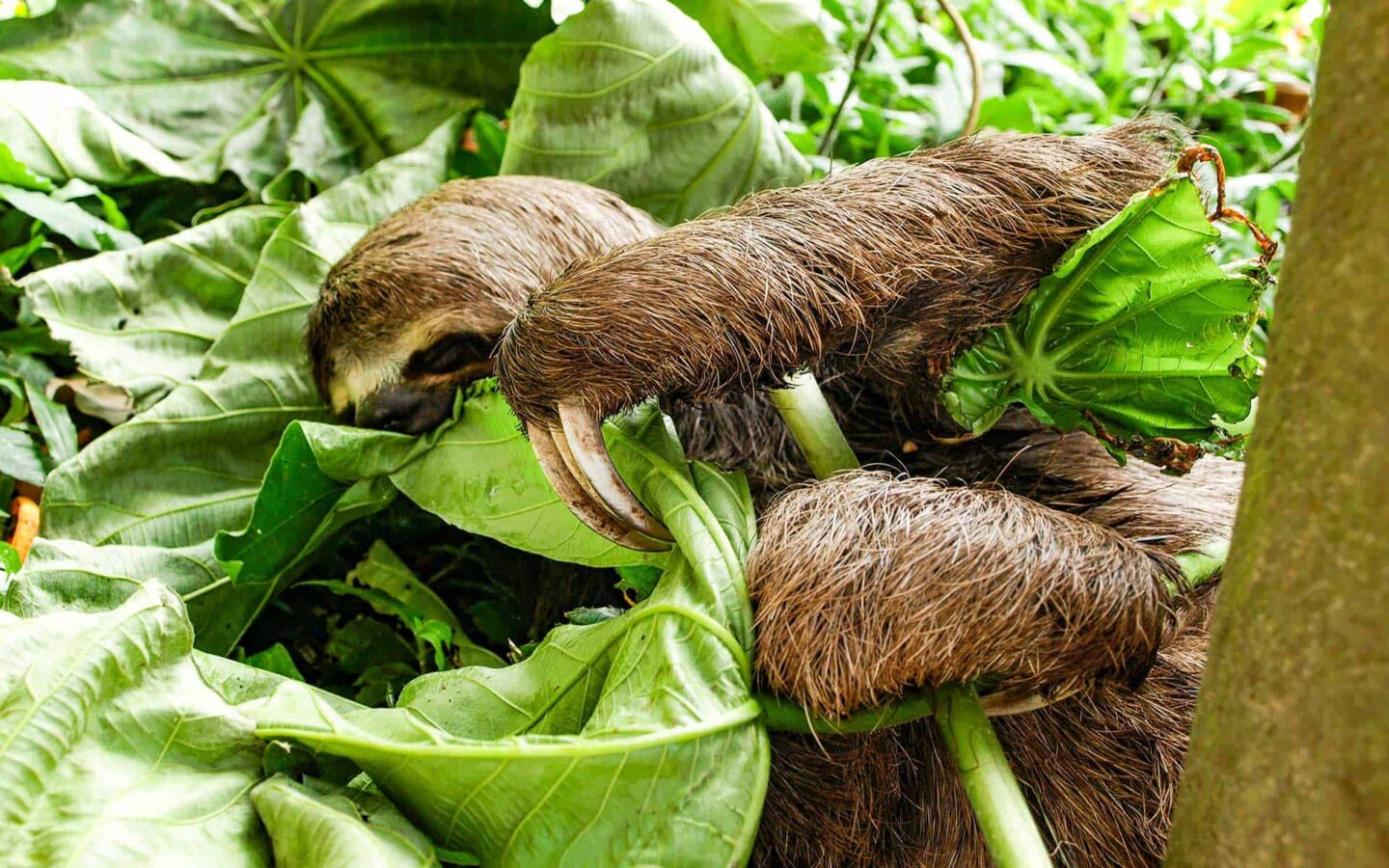 a sloth in the amazon clings to a green branch surrounded by large leaves