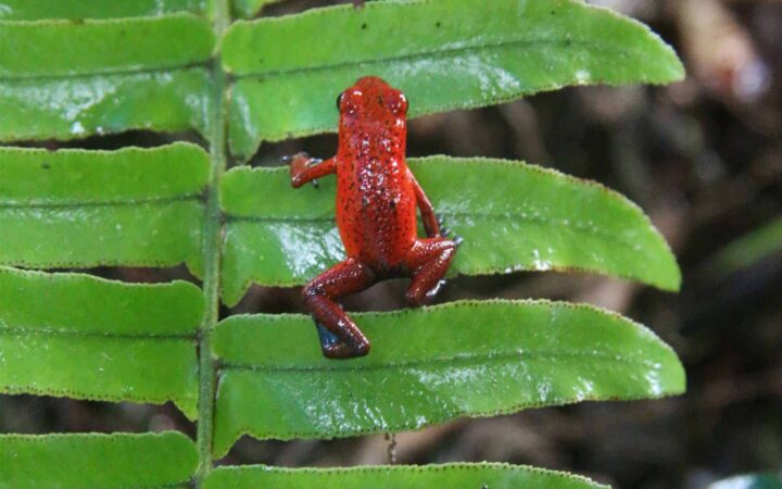 red costa rican poison dart frog on a fern in the jungle