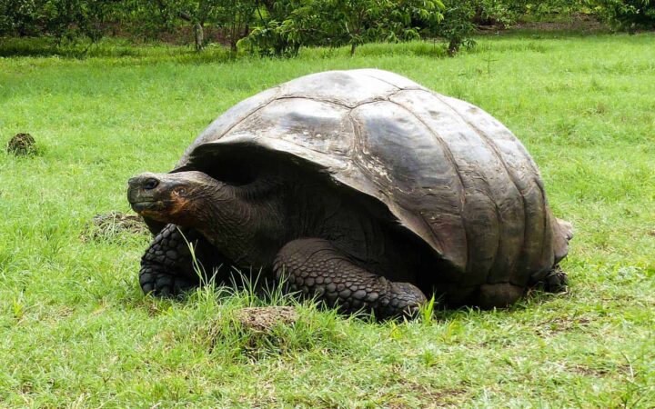 dark galapagos tortoise standing on green grass with jungle foliage in the distance