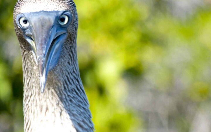 blue footed boobie with its beak open looking directly at the camera with blurry green background