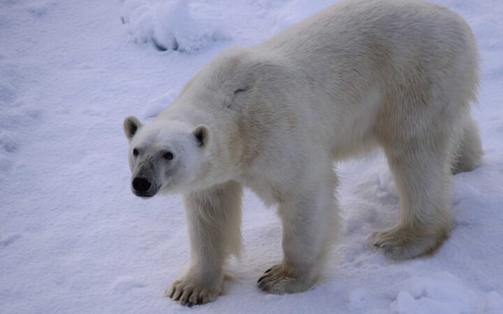 polar bear standing on ice looking upwards on an overcast day