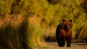 A bear stands next to tall grasses in the river. As many as 50 bears live on the mile-and-a-half stretch of the Brooks river during salmon season