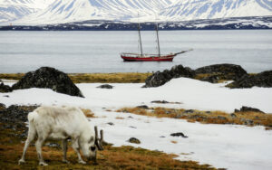 noorderlicht with a caribou in the foreground