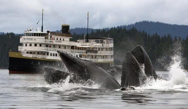 Two whales breaching in front of the Wilderness Legacy expedition ship