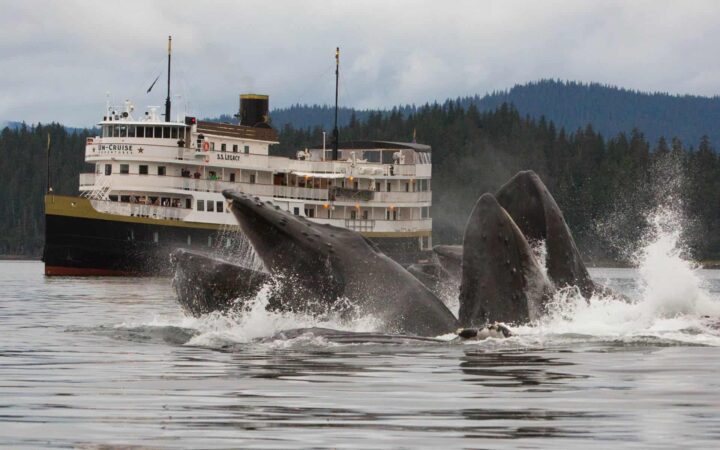 Two whales breaching in front of the Wilderness Legacy expedition ship