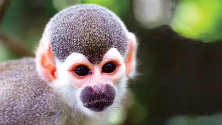 Close up of a squirrel monkeys face in brazil