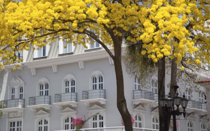 Bright yellow trees and pink flowers around the exterior of Central Hotel Panama in Panama City