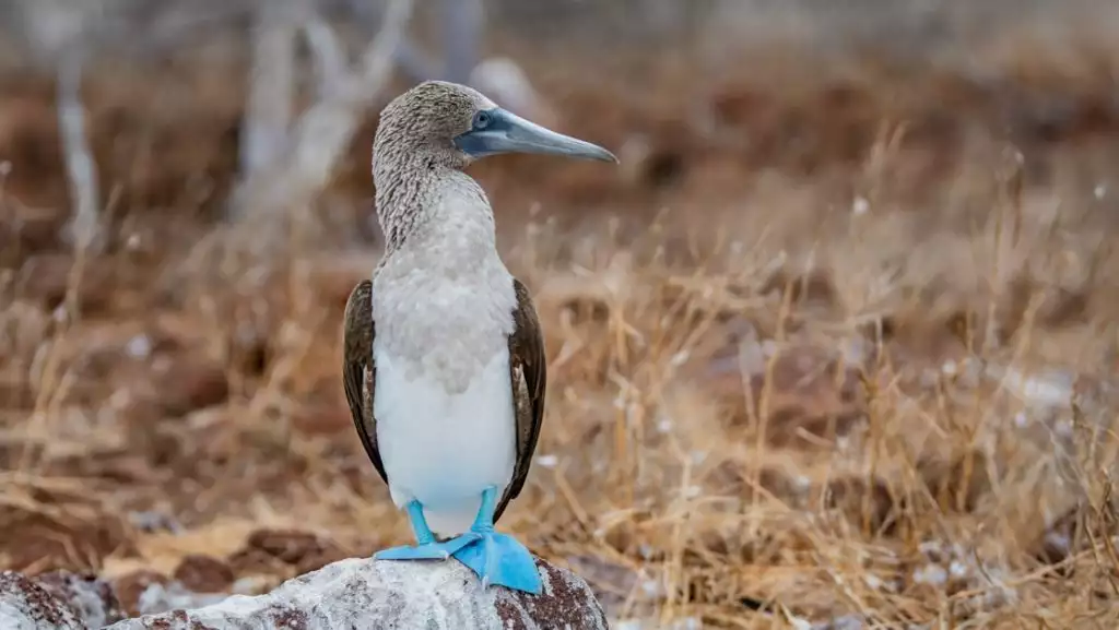 Photo credit: © Dennis Ballesteros/Hurtigruten Expeditions