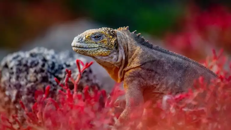 Yellow & gray scaly land iguana sits among bright red sesuvium plants during a Santa Cruz II Galapagos small ship cruise.