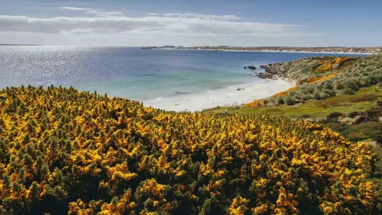 The view of a beach at the falklands, as seen on the explorers and kings expedition cruise to antarctica