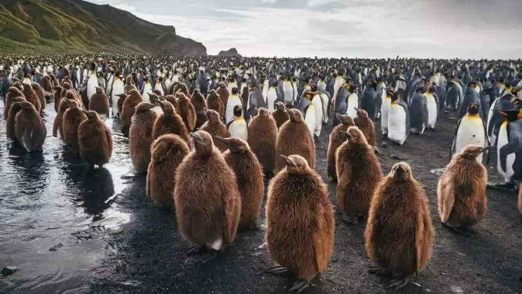 Photo by: David Merron/Quark Expeditions