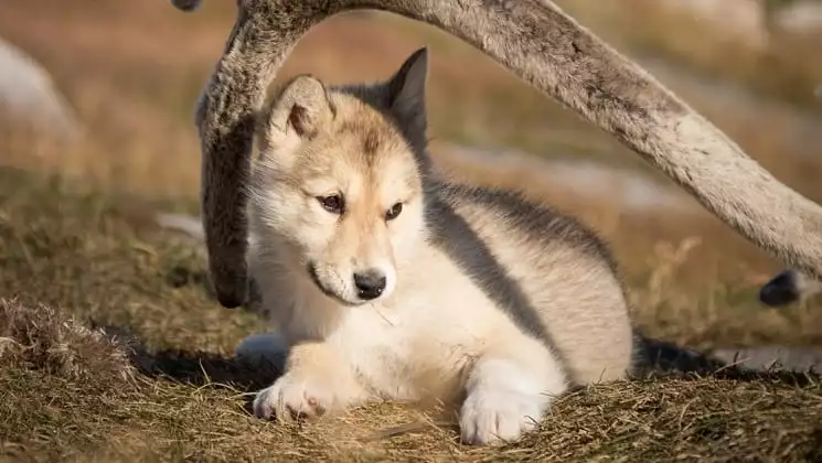 a puppy sits on the ground in greenland