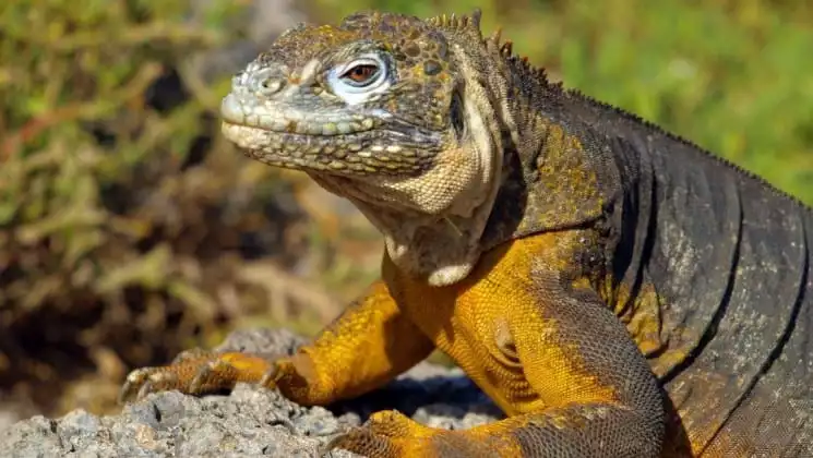 An iguana with orange and brown skin climbs up a rock in the sun at the Galapagos islands