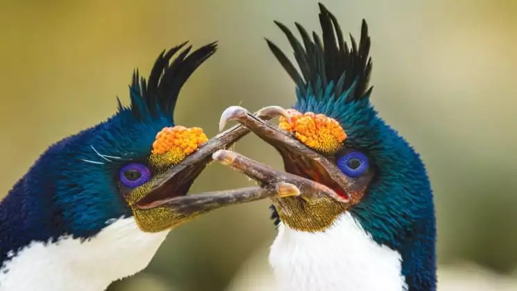 A close-up photo of blue eyed shags, a bird in south georgia and the falklands, as seen on the national geographic expedition