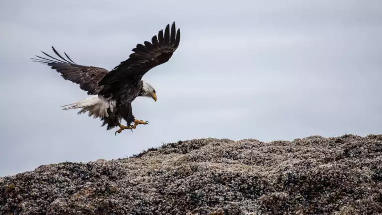 Bald eagle landing on the coast in Glacier Bay, Alaska.