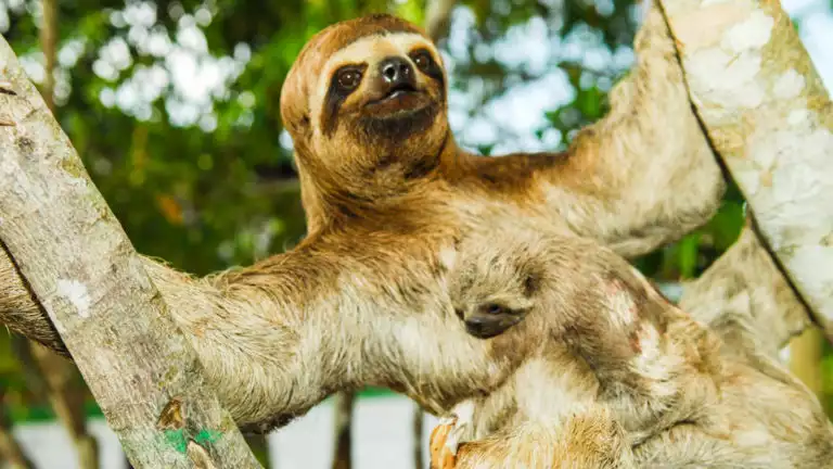 sloth with baby hanging in the canopy on the aria amazon river cruise