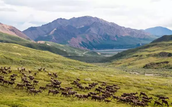 watching a herd of caribou cross a grassy plain with mountains in the distance on an alaska land tour