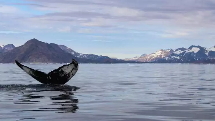 whale tail as it goes back under water seen while cruising around greenland