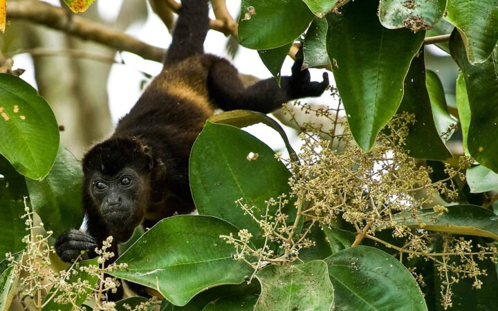 a black howler monkey hangs from a tree limb by its tail surrounded by large tree leaves on the panama discovery land tour