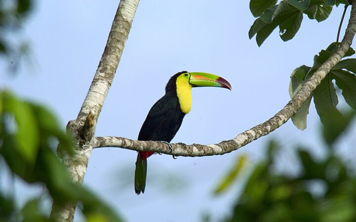 A toucan with black body and yellow chest perches on a hanging branch of a lush green tropical tree in Belize