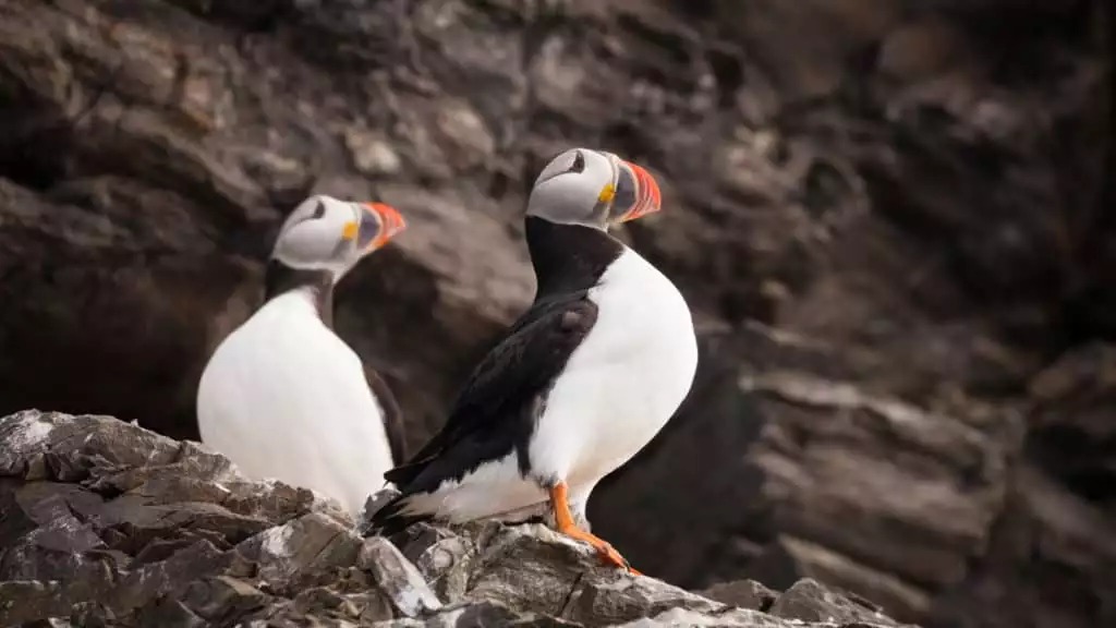 Photo By: Acacia Johnson / Quark Expeditions