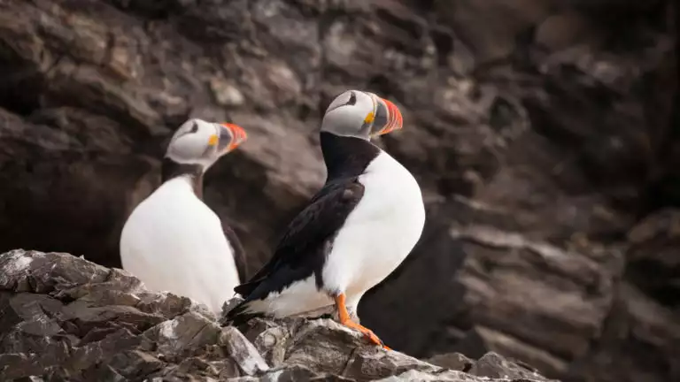 Spitsbergen, the largest island of the Svalbard archipelago, offers amazing landscapes and animals seen while with Quark