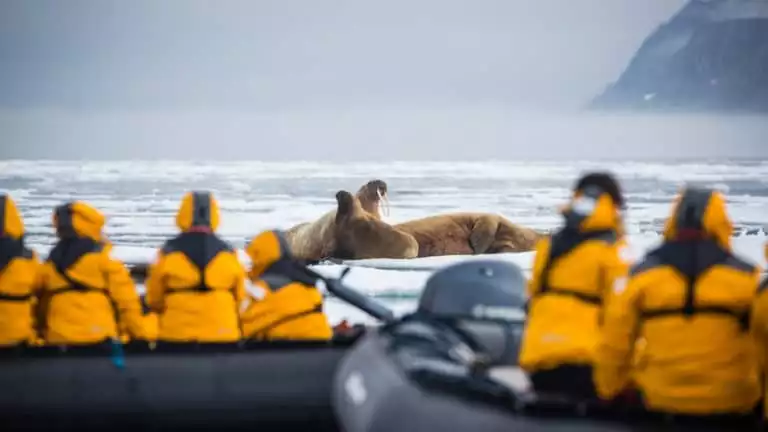Guests on zodiacs viewing several walrus's in the ocean playing together in Svalbard