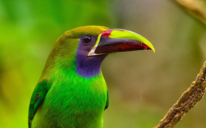 An emerald tucanet bird on a branch with green body, purple chin and colorful beak in Costa Rica.