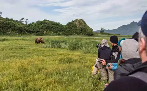 A group of photographers on an AdventureSmith trip review the scene of bears in a grassy green Alaska meadow.