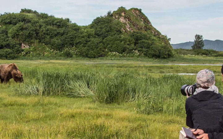 Alaska travelers photographing a coastal brown bear upclose in a meadow with mountains in the background.