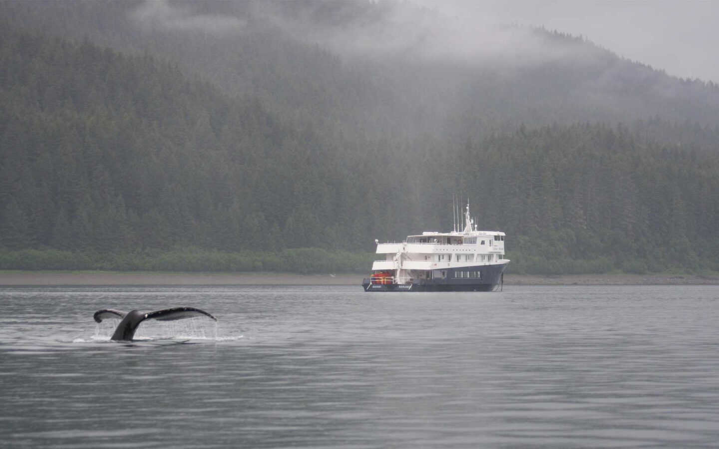 Humpback whale tail with a small ship Alaska cruise in the background on a misty grey day.